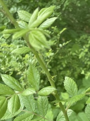 Rosa