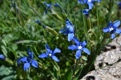 Gentiana verna