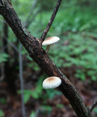 Heliocybe sulcata