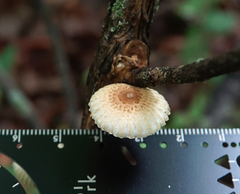 Heliocybe sulcata
