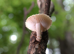 Heliocybe sulcata