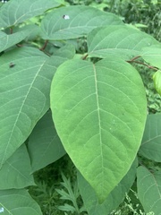 Eudasyphora cyanella