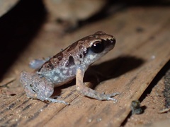 Micryletta dissimulans