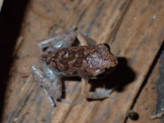 Micryletta dissimulans