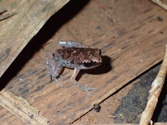 Micryletta dissimulans