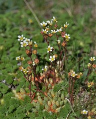 Saxifraga conifera