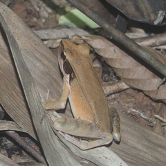 Humerana miopus