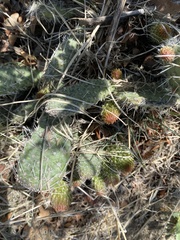 Opuntia polyacantha