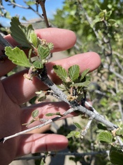 Cercocarpus montanus