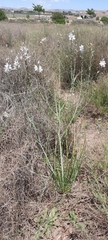 Asphodelus ayardii