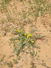 Astragalus longipetalus