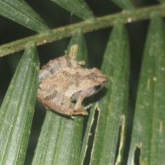 Microhyla superciliaris