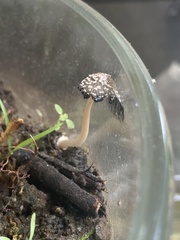 Coprinellus flocculosus