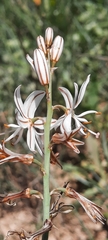 Asphodelus ayardii