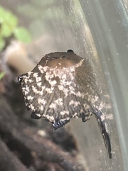 Coprinellus flocculosus