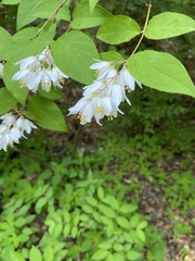 Deutzia pulchra