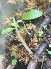 Coprinellus flocculosus