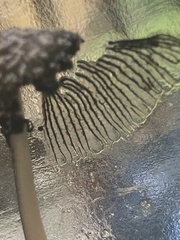 Coprinellus flocculosus