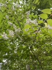 Deutzia pulchra