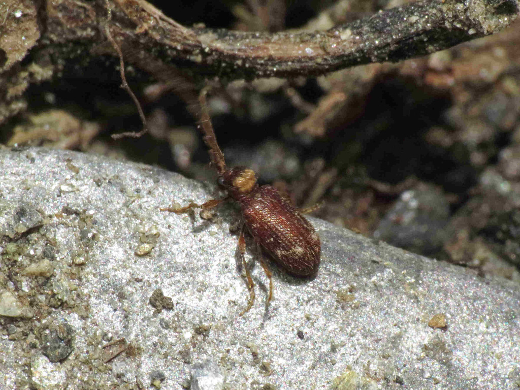 Ptinus hirticornis