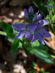 Veronica orsiniana