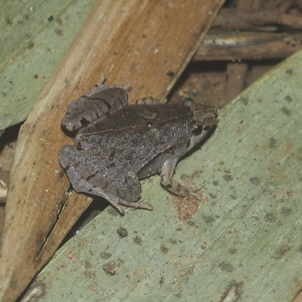 Manthey's Narrow-Mouthed Frog