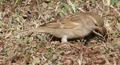 Passer domesticus