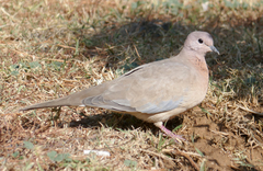 Streptopelia senegalensis