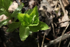 Epilobium adenocaulon