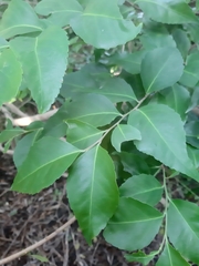 Maytenus acuminata