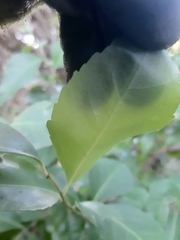 Maytenus acuminata