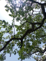 Meliaceae