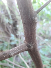 Maytenus acuminata