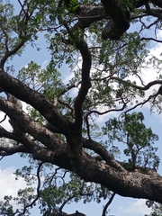 Meliaceae