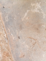 Formicidae