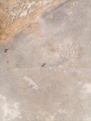 Formicidae