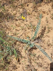 Astragalus longipetalus
