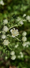 Achillea santolinoides