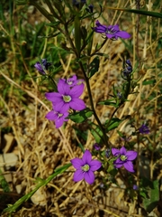 Legousia speculum-veneris
