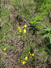 Pilosella piloselloides