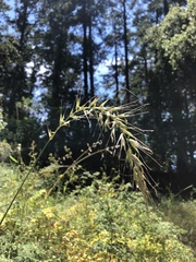 Elymus californicus