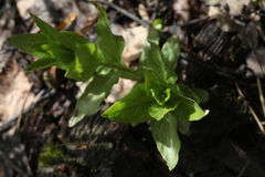 Epilobium adenocaulon