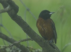 Icterus spurius spurius