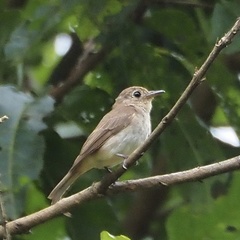 Muscicapa williamsoni