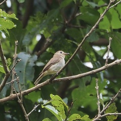 Muscicapa williamsoni