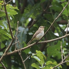 Muscicapa williamsoni