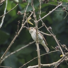 Muscicapa williamsoni