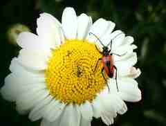Stictoleptura cordigera