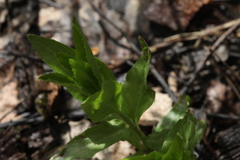 Epilobium adenocaulon