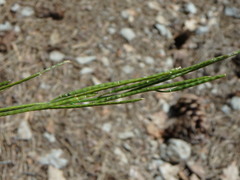 Arabis planisiliqua